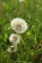 Morning landscape,ÃÂ White dandelion with green background, nature green backgound